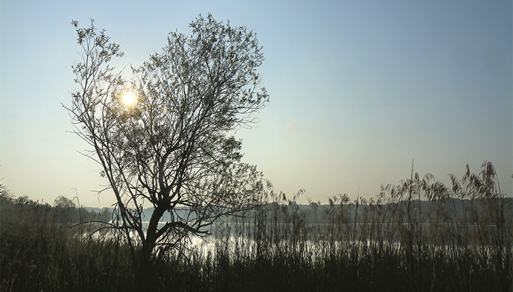 La vie sauvage du lac et de la réserve